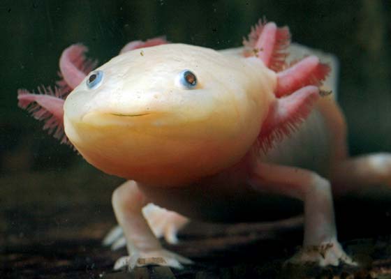 Axolotl