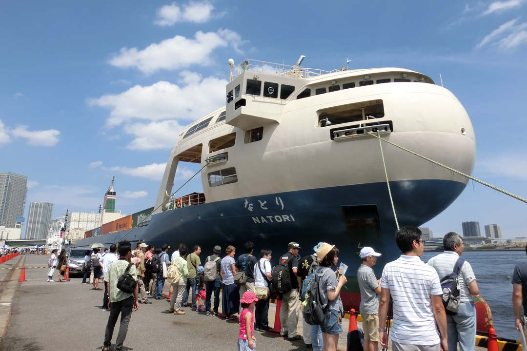 晴海に現れたウーパールーパー「なとり」