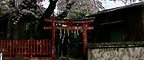 cherry flowers at Shimonoseki