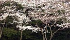 Hanami Party
